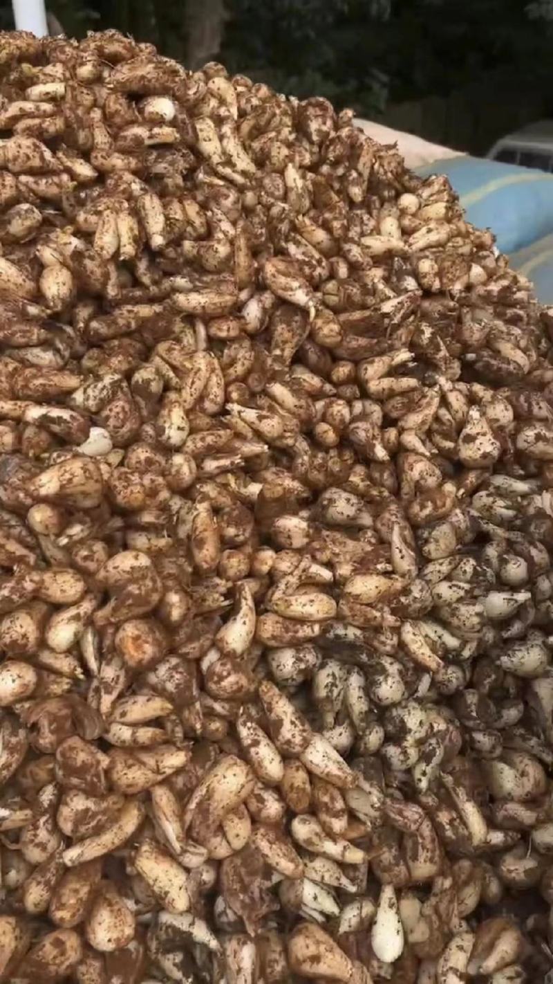 碑格珍珠玉藠头，产地货源，品质保证欢迎各地老板来电洽谈