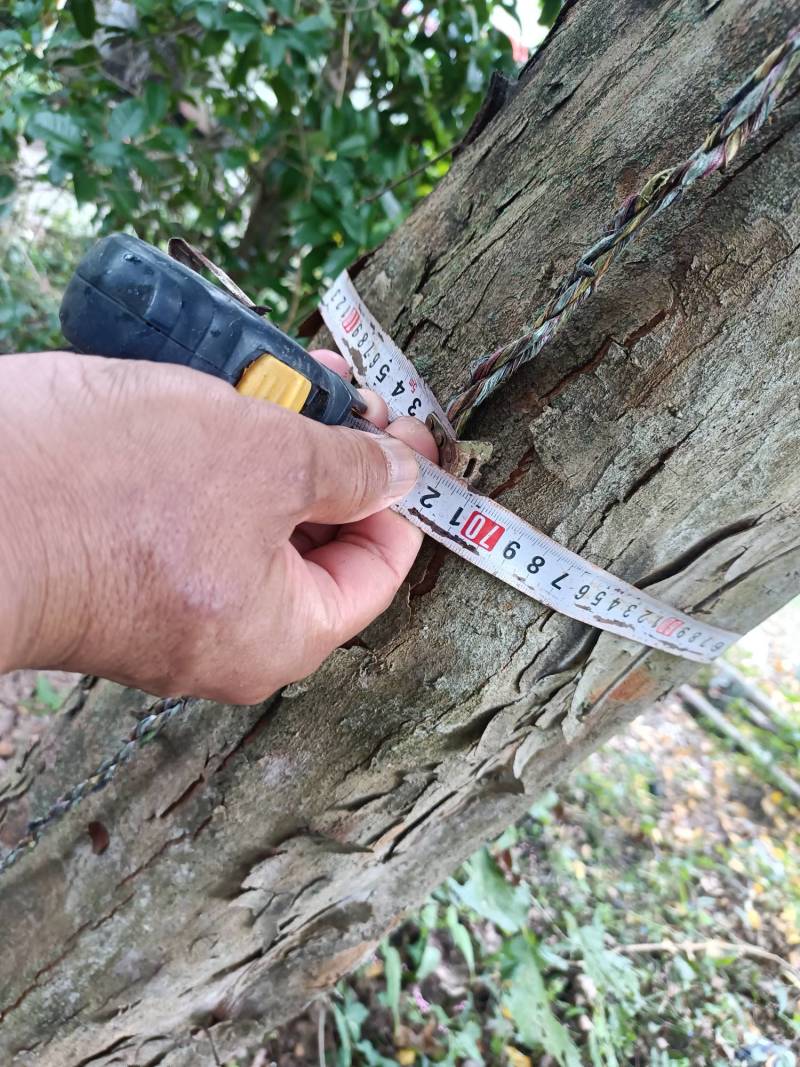 海量供应出桂花樟树榉树三角风白果卜树杨梅法同杜英臭春等等