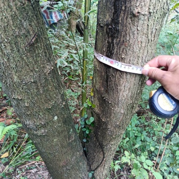 海量供应出桂花樟树榉树三角风白果卜树杨梅法同杜英臭春等等