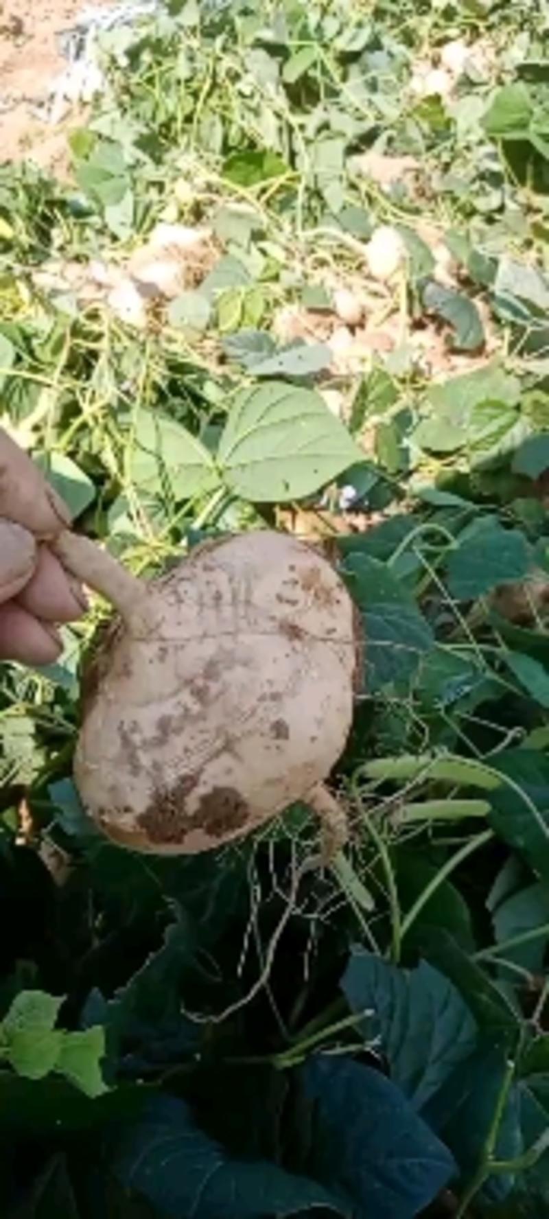凉薯（地瓜）地萝卜