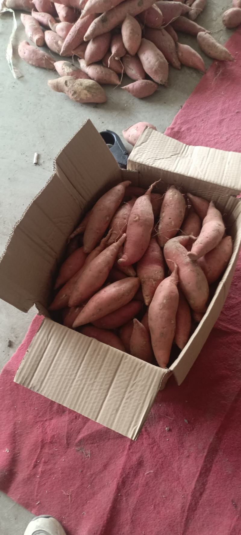 烟台烟薯二五，蜜薯，烤块，电商，社区团购