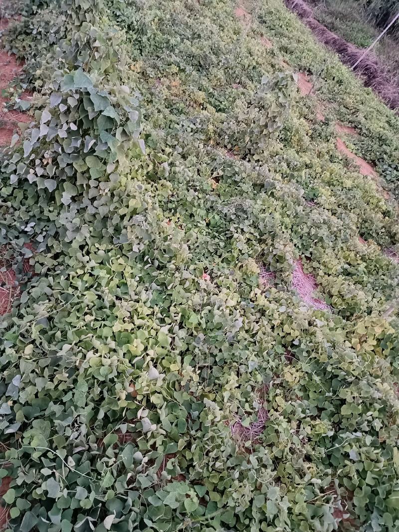 优质粉防已苗一年保准上满架并结种价格实惠欢迎咨询
