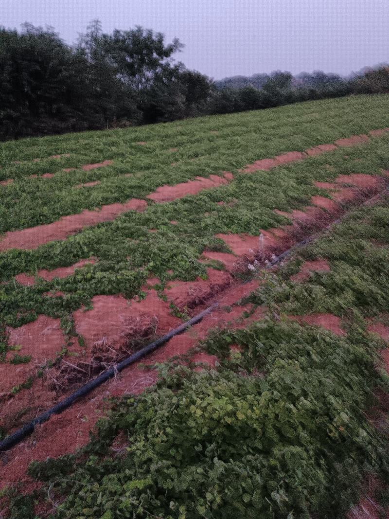 优质粉防已苗一年保准上满架并结种价格实惠欢迎咨询