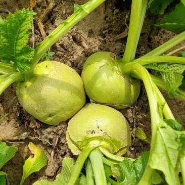 芥菜疙瘩，芥菜头，加工厂市场大量现货。保证品质