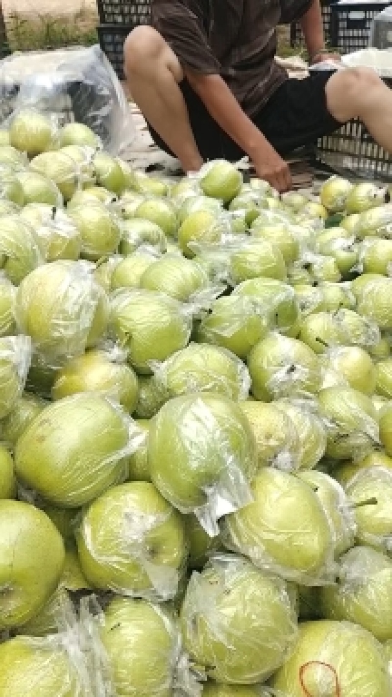 库存青皇冠梨