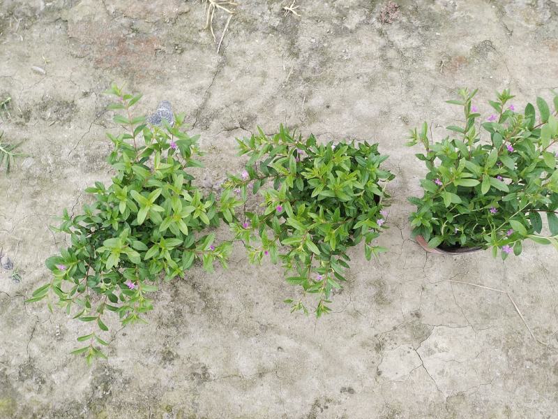 满天星开花机器一年四季都有花