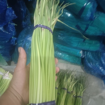 出售蒜苔五斤也是批发价