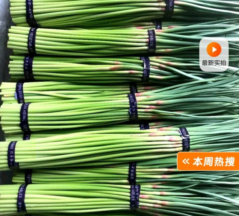 出售蒜苔五斤也是批发价