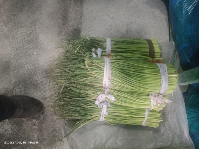 出售蒜苔五斤也是批发价