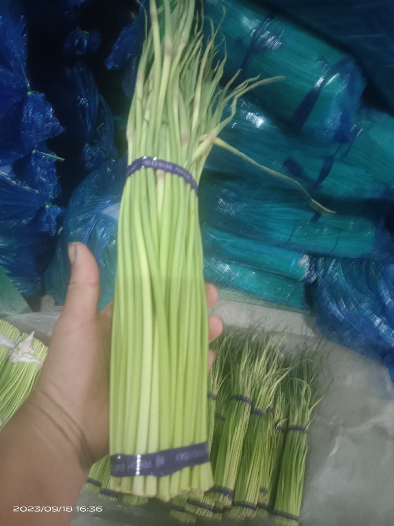 出售蒜苔五斤也是批发价