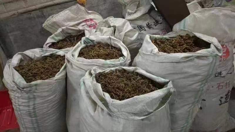 黄连