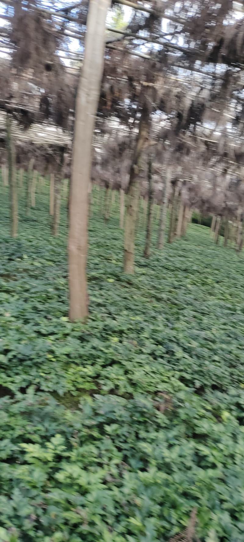 黄连