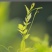 莓茶