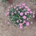 菊花，国庆菊，九月菊，球菊，荷兰菊，黄白菊，乒乓菊等