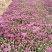 菊花，国庆菊，九月菊，球菊，荷兰菊，黄白菊，乒乓菊等