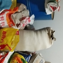 谷子，玉米，大豆，花生