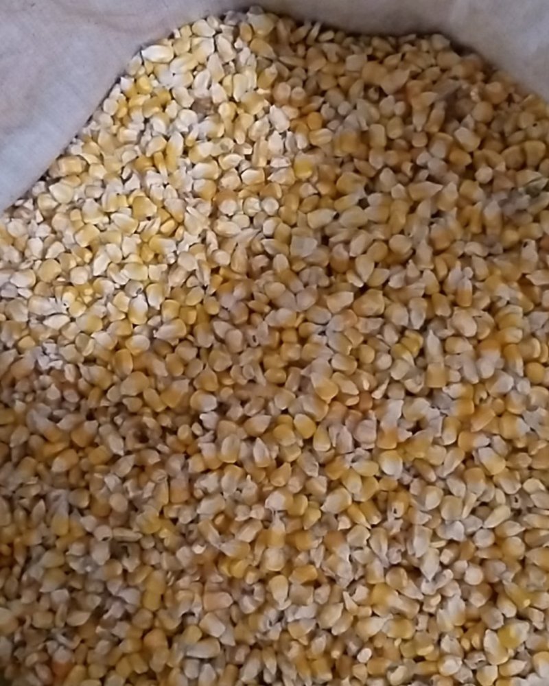 谷子，玉米，大豆，花生