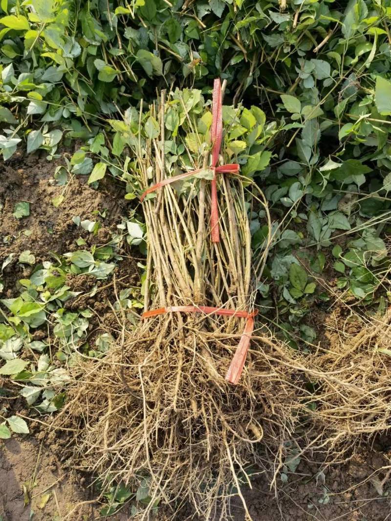 药用连翘苗，连翘苗1年苗，2年药用连翘苗