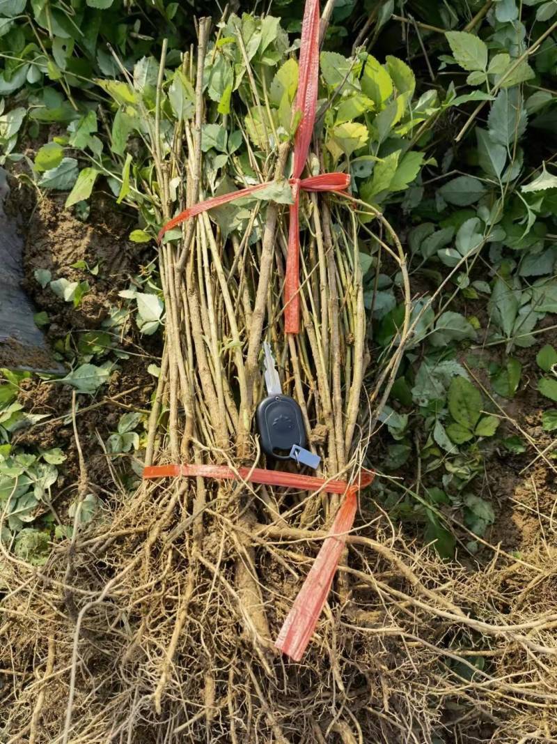 药用连翘苗，连翘苗1年苗，2年药用连翘苗