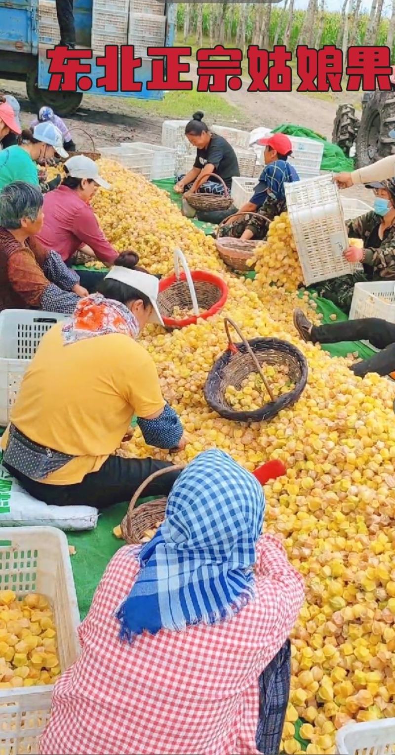 原产地直达姑娘果量大价优