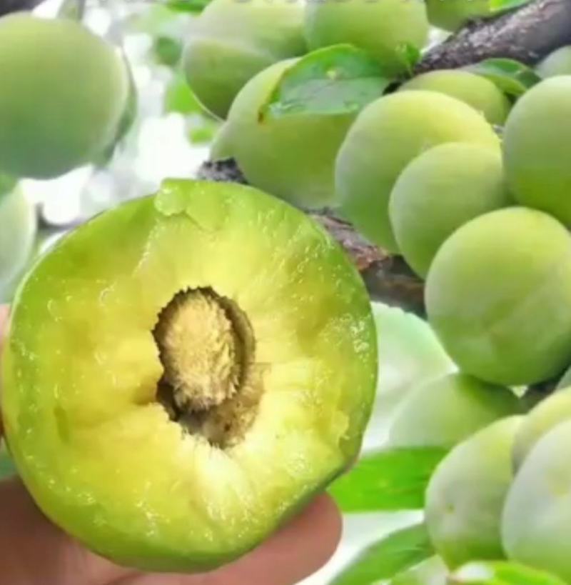 蜂糖李子苗龙李李子苗苗圃地现挖现发保成活