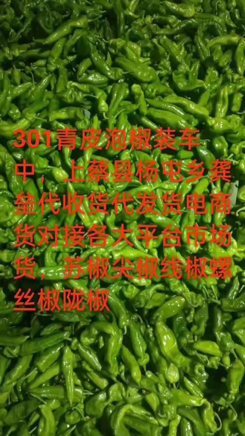 万亩301芜湖椒青皮椒，辣椒代办龚垒代办代收货装框打箱