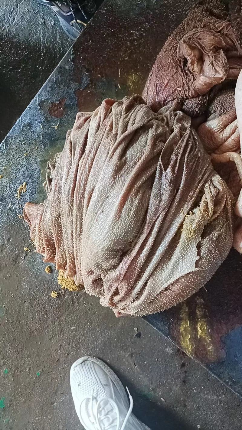 纯干无水草地牛百叶