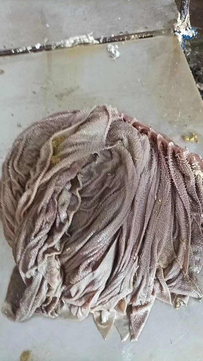 纯干无水草地牛百叶