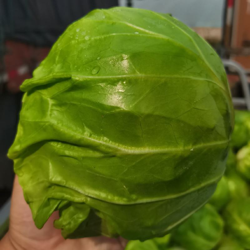 包菜甘蓝市场货电商货包菜圆包菜多多买菜美团