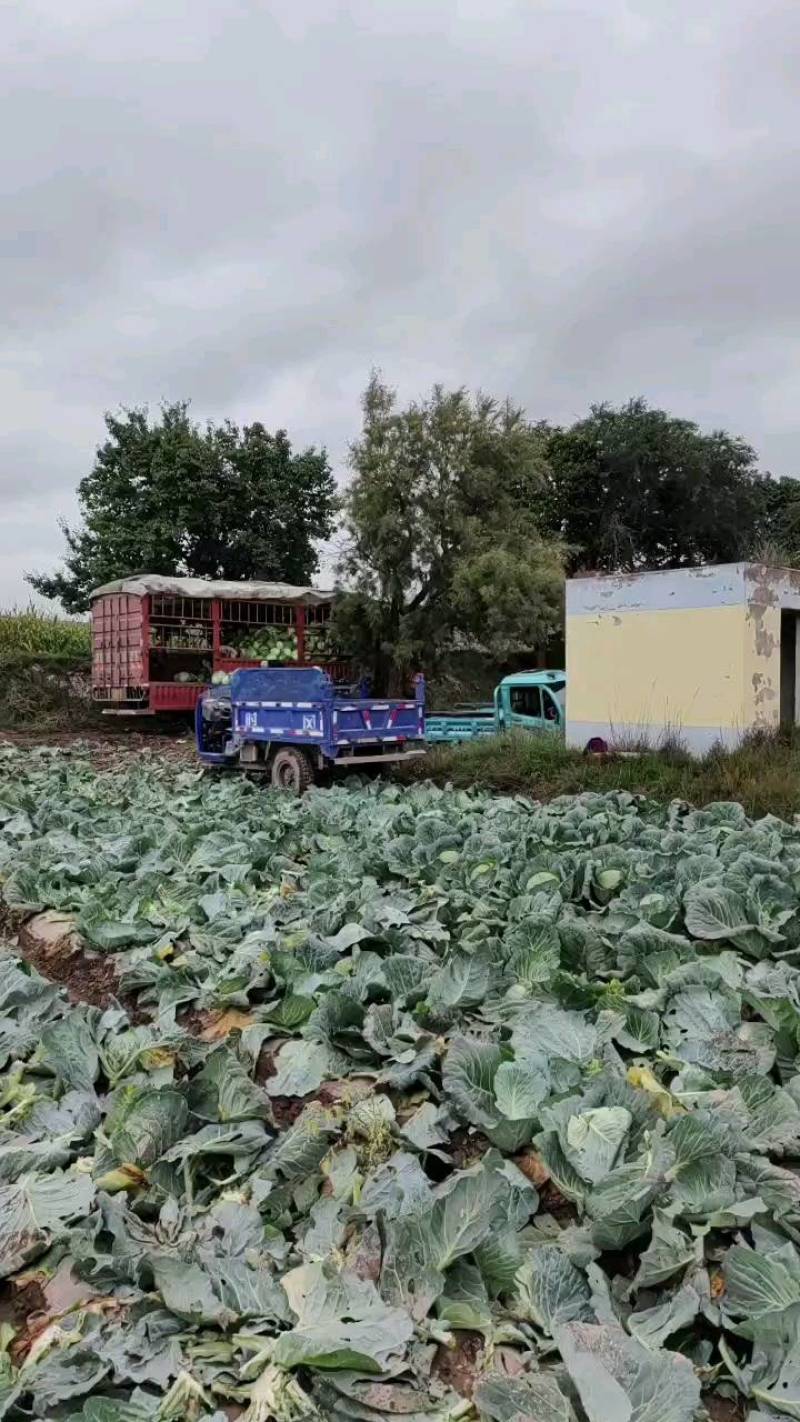 大量出售包菜，加工厂养殖场需要的联系价格便宜走车0.12