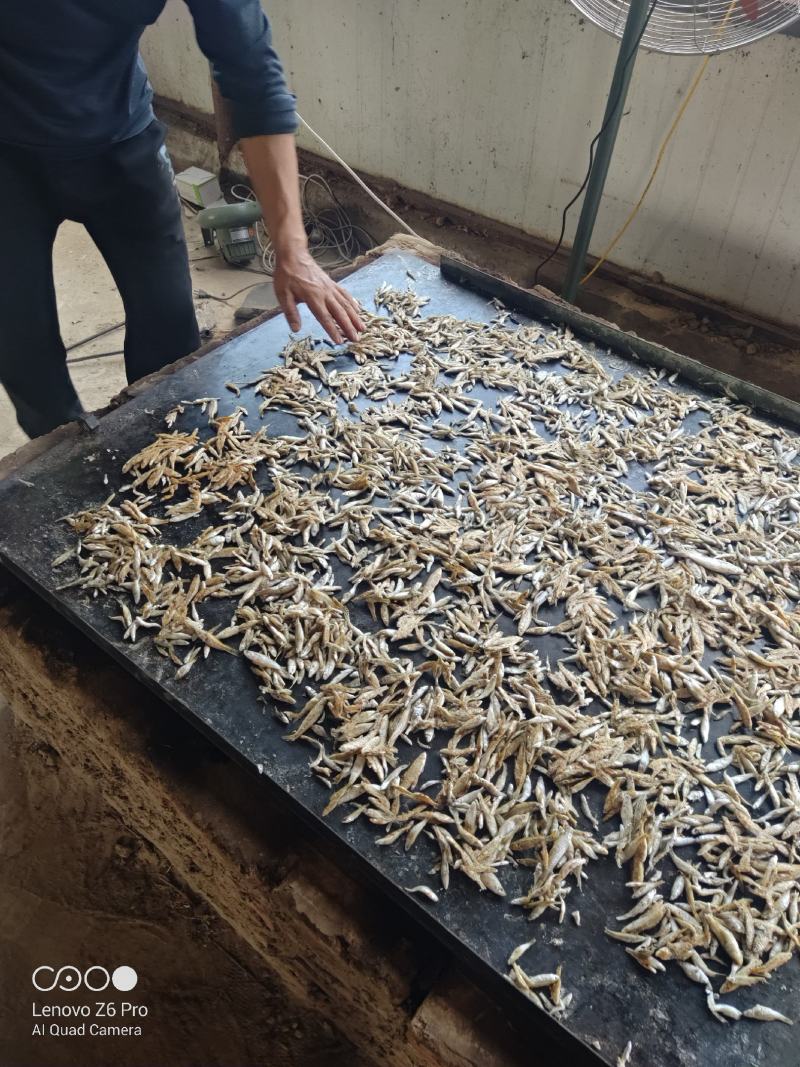 火焙鱼火焙小鱼干湖南烟熏火焙鱼柴火烤麦穗嫩子鱼