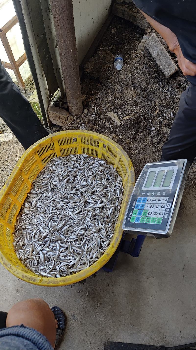 黑龙江麦穗鱼456公分冷冻麦穗鱼油炸麦穗鱼原料