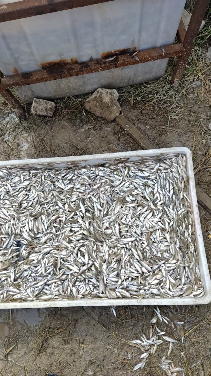 黑龙江麦穗鱼456公分冷冻麦穗鱼油炸麦穗鱼原料