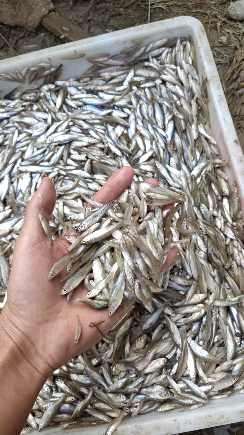 黑龙江麦穗鱼456公分冷冻麦穗鱼油炸麦穗鱼原料