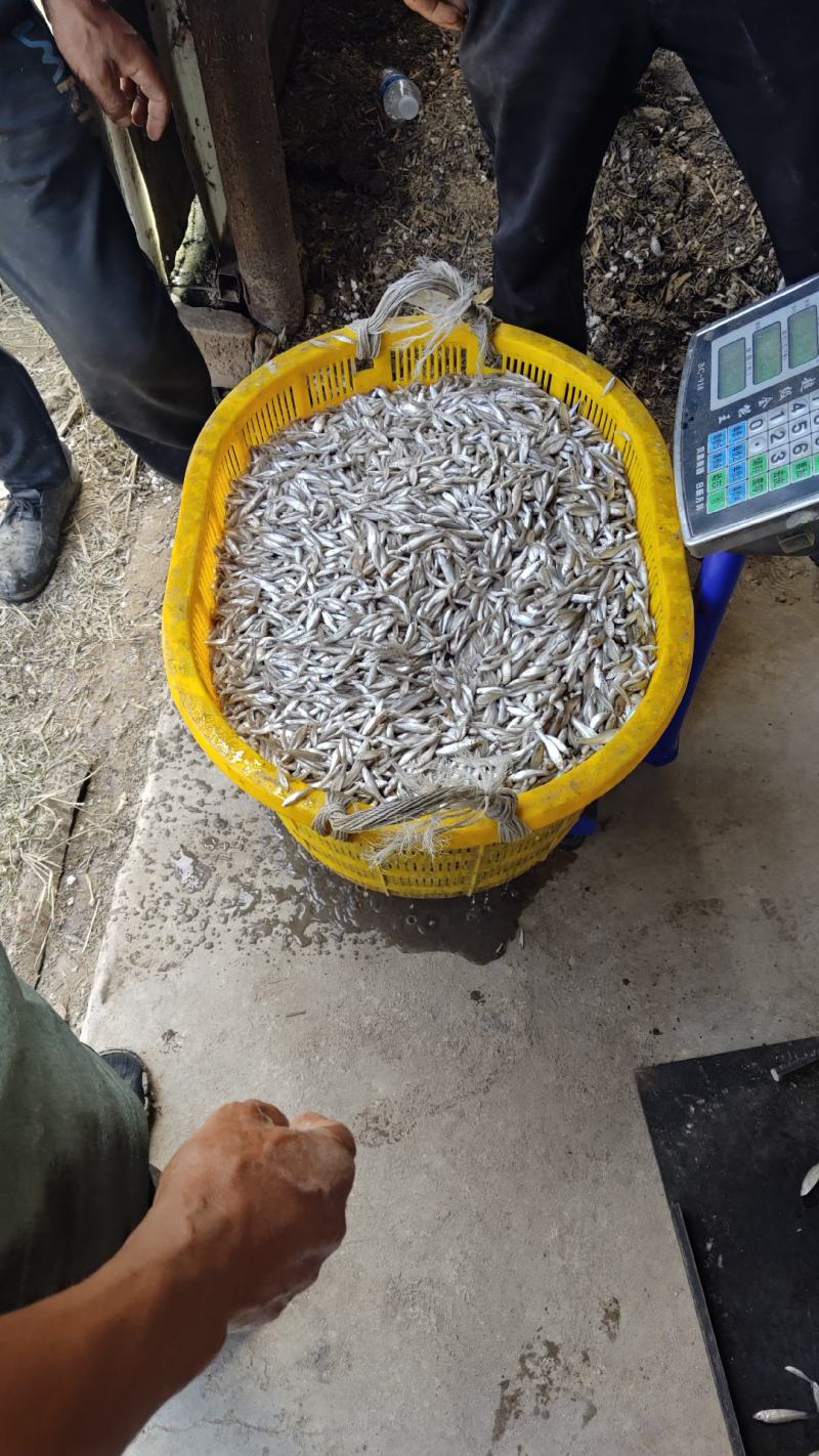 黑龙江麦穗鱼456公分冷冻麦穗鱼油炸麦穗鱼原料