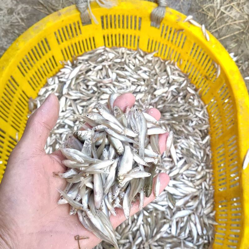 黑龙江麦穗鱼456公分冷冻麦穗鱼油炸麦穗鱼原料