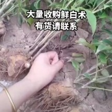 大量收购鲜白术