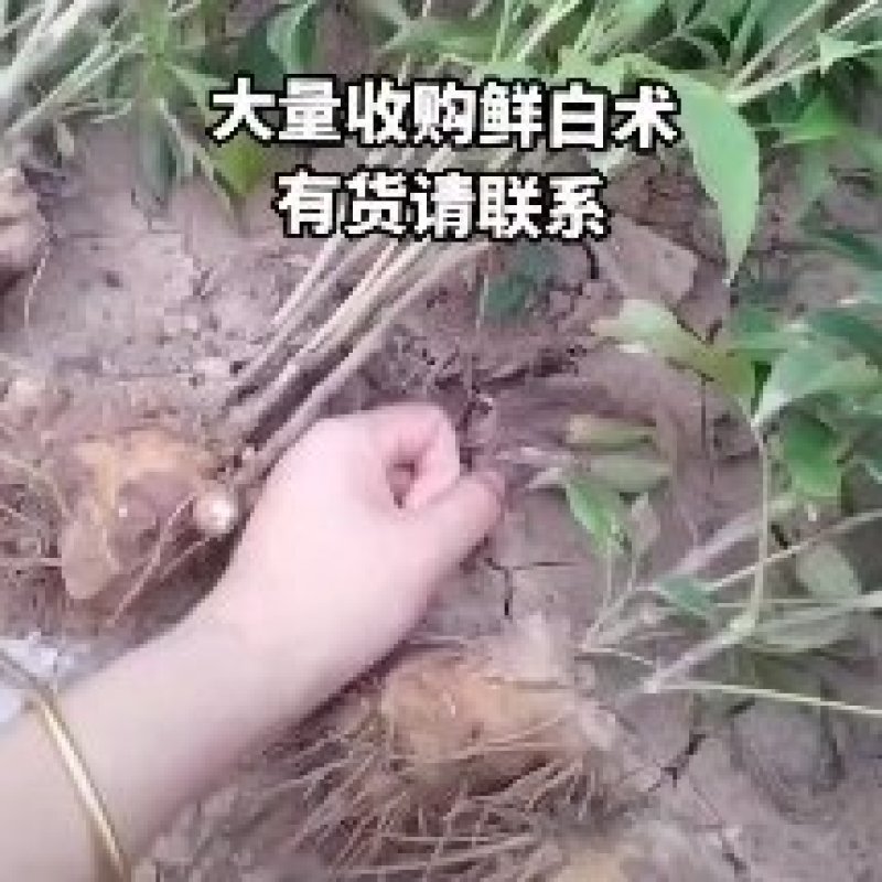 大量收购鲜白术