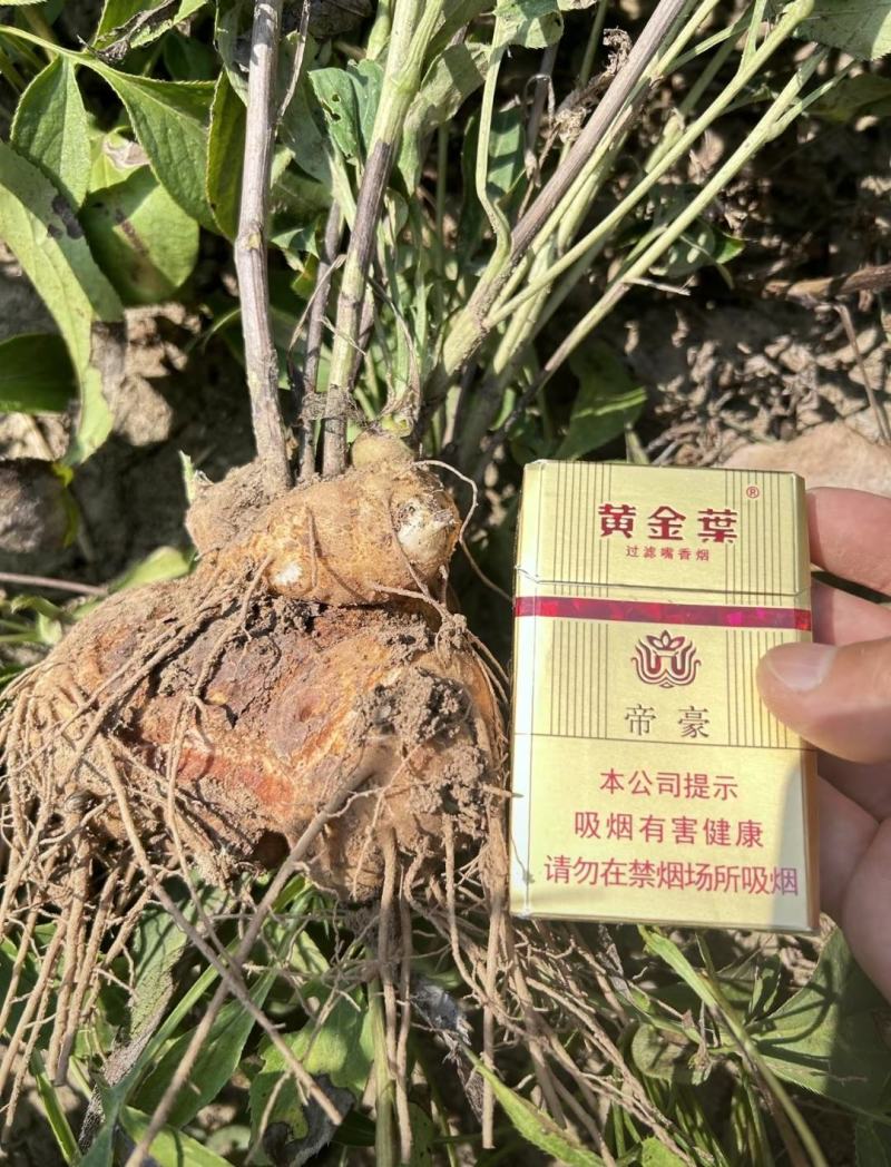 大量收购鲜白术