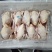 579小公鸡白条鸡冰鲜