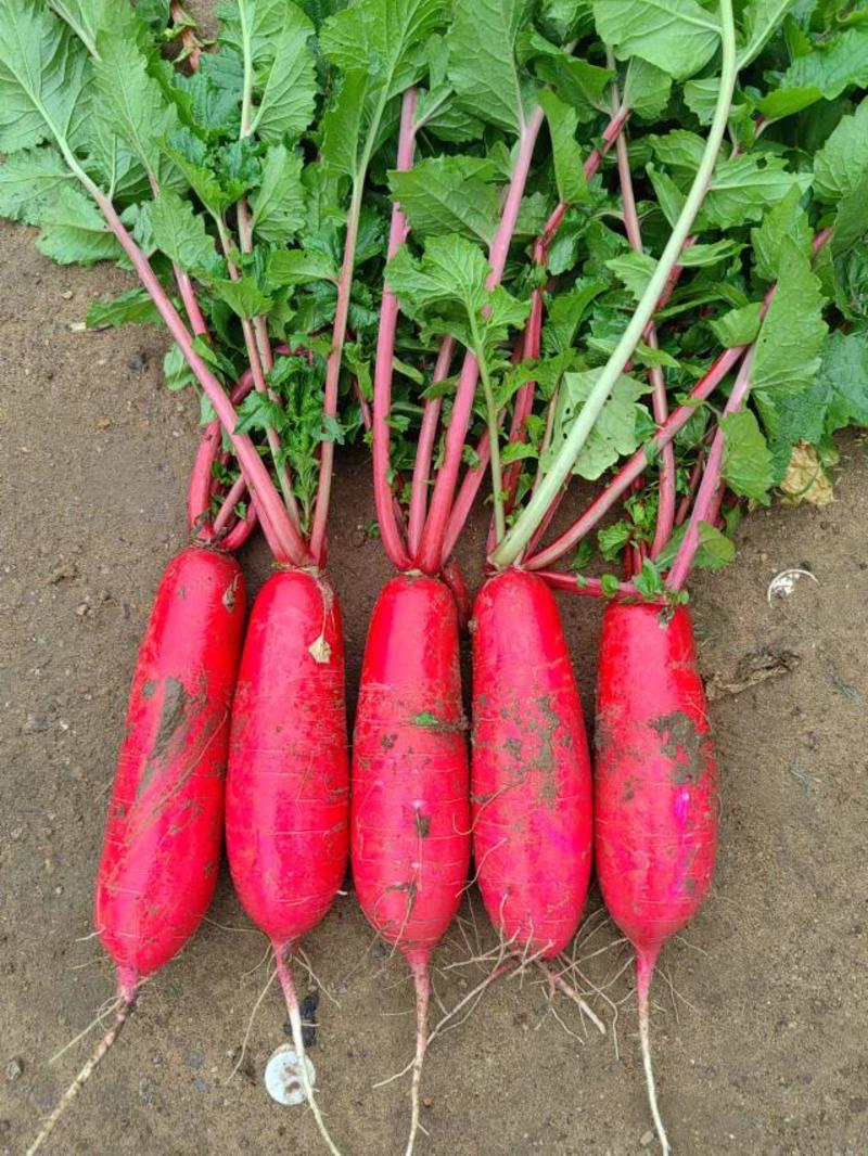 石家庄新乐1000亩基地红皮萝卜大量上市纯大红