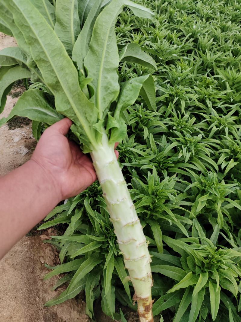 优质莴苣现大量上市，欲购从速。