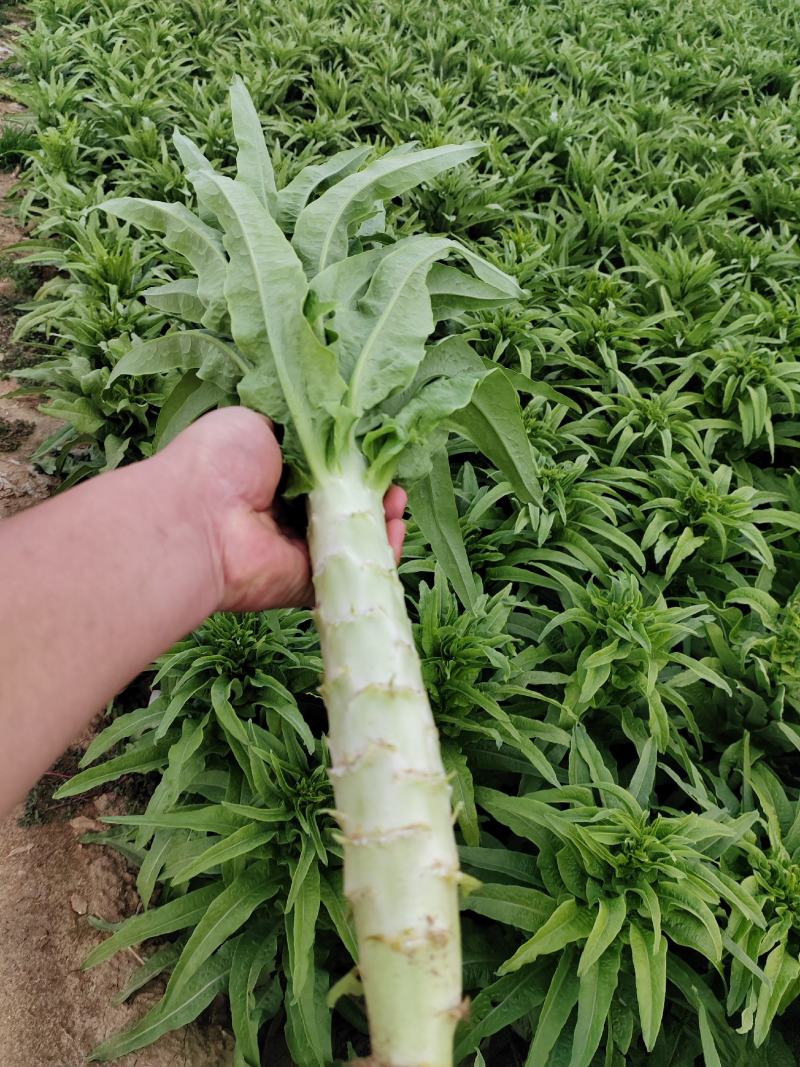 优质莴苣现大量上市，欲购从速。