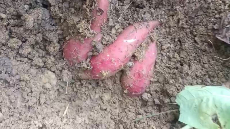 四川红薯西瓜红红薯一手货源视频看货以质论价