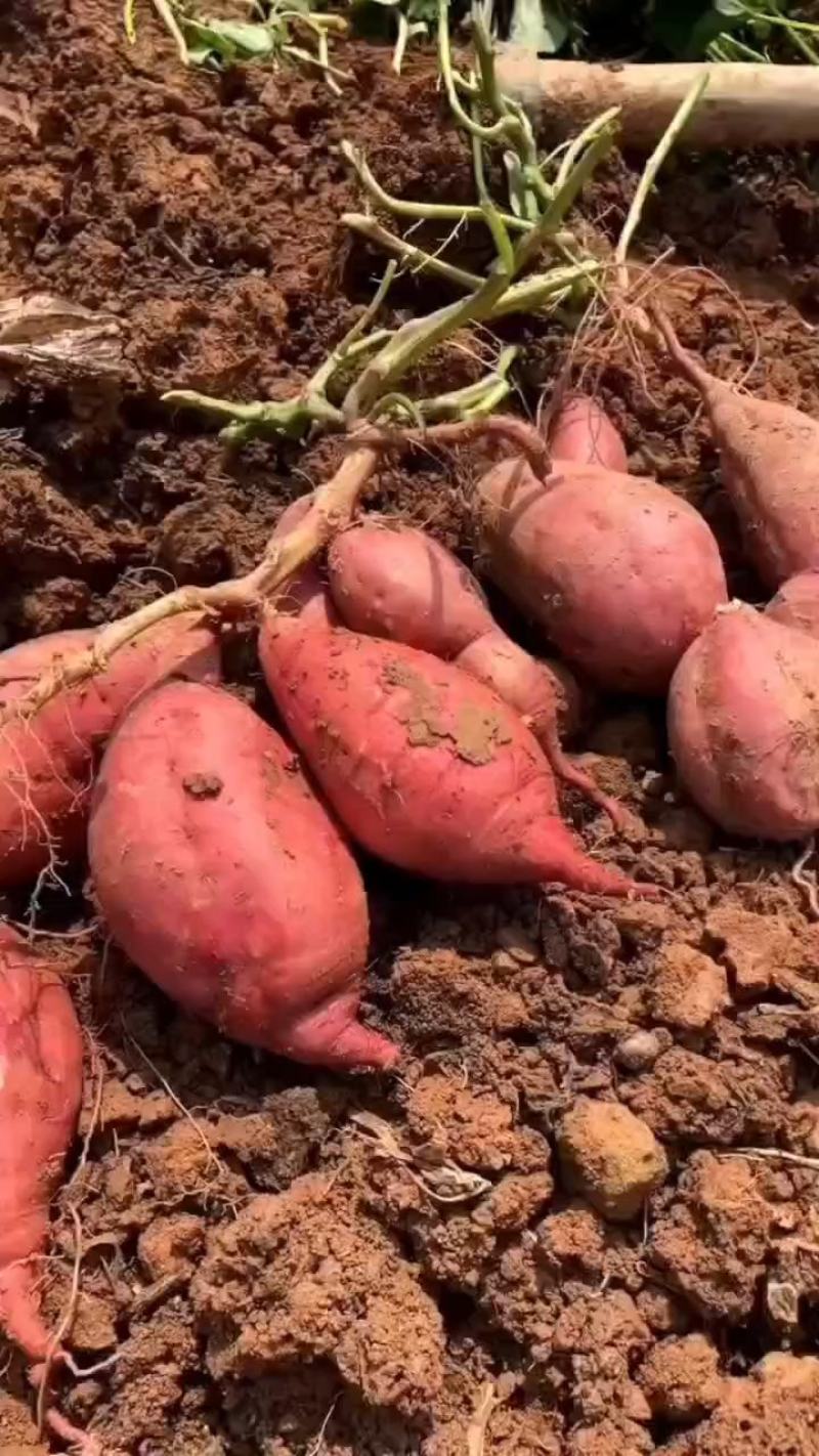 四川红薯西瓜红红薯一手货源视频看货以质论价