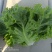 【推荐】山东精品生菜产地直发价优诚信经营欢迎致电