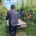 晚秋黄梨