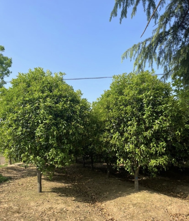 桂花丛生桂花单杆桂花公分全价格优