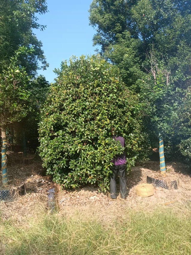 桂花丛生桂花单杆桂花公分全价格优