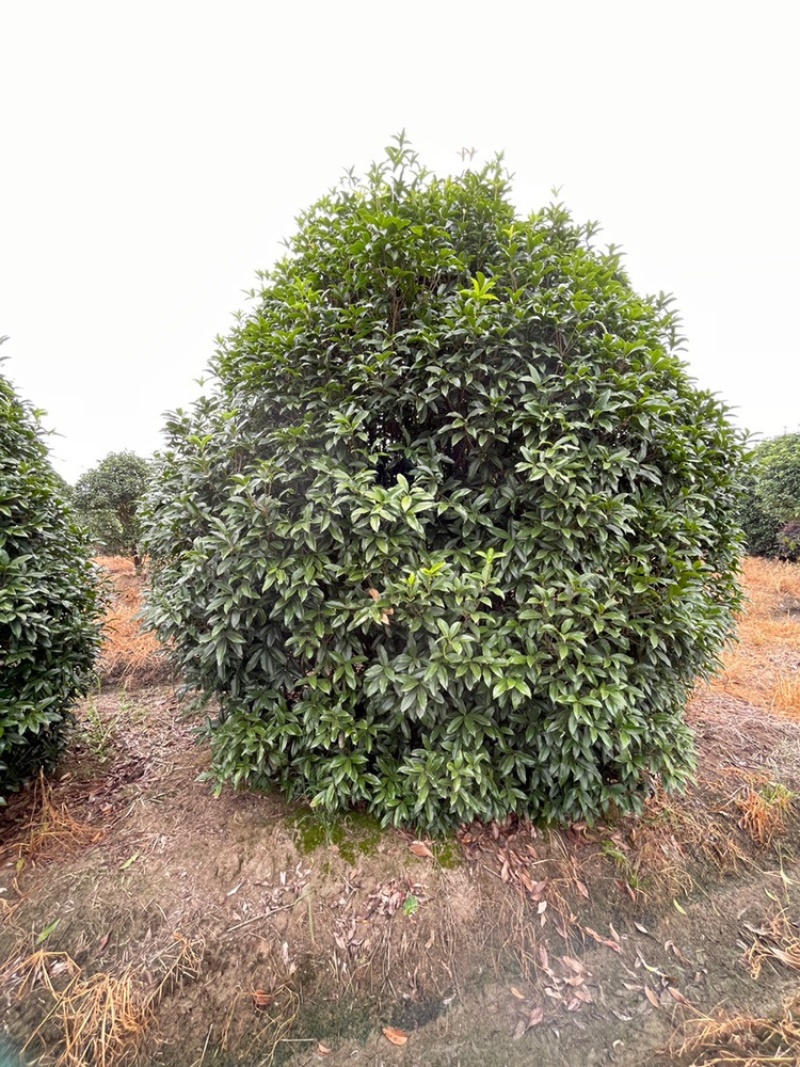 桂花丛生桂花单杆桂花公分全价格优